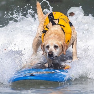 Fundraising Page: Jeff Nieboer